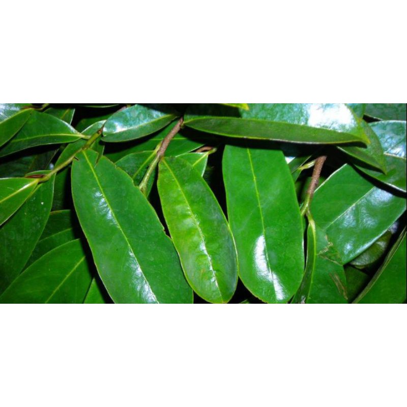

daun sirsak