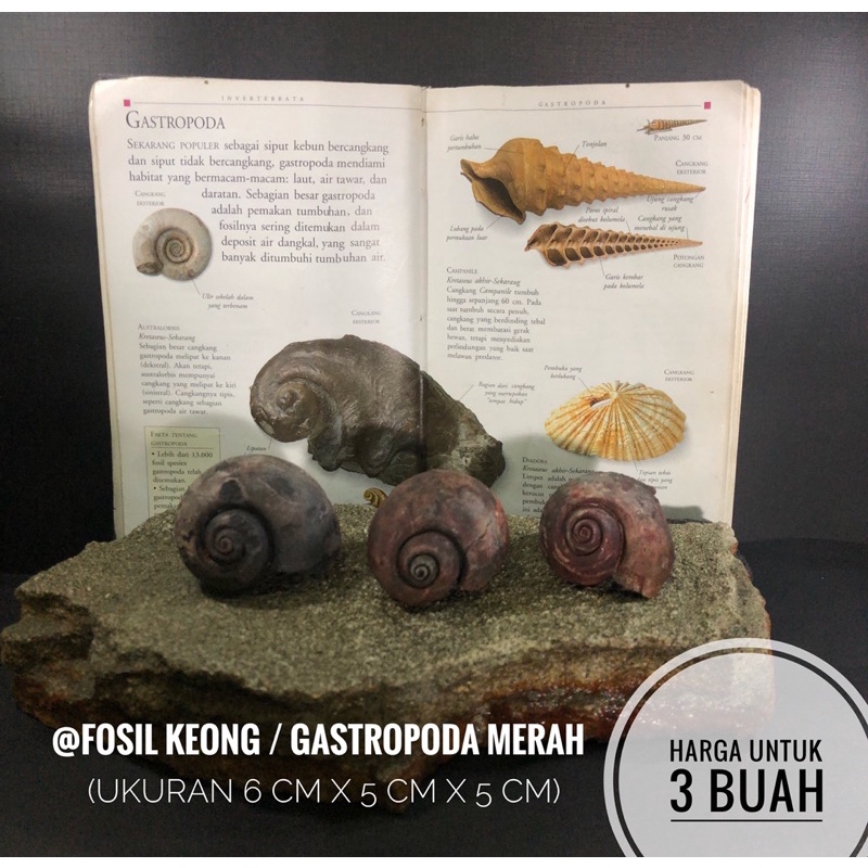Fosil keong merah B96 atau fosil gastropoda air atau fosil kerang alam