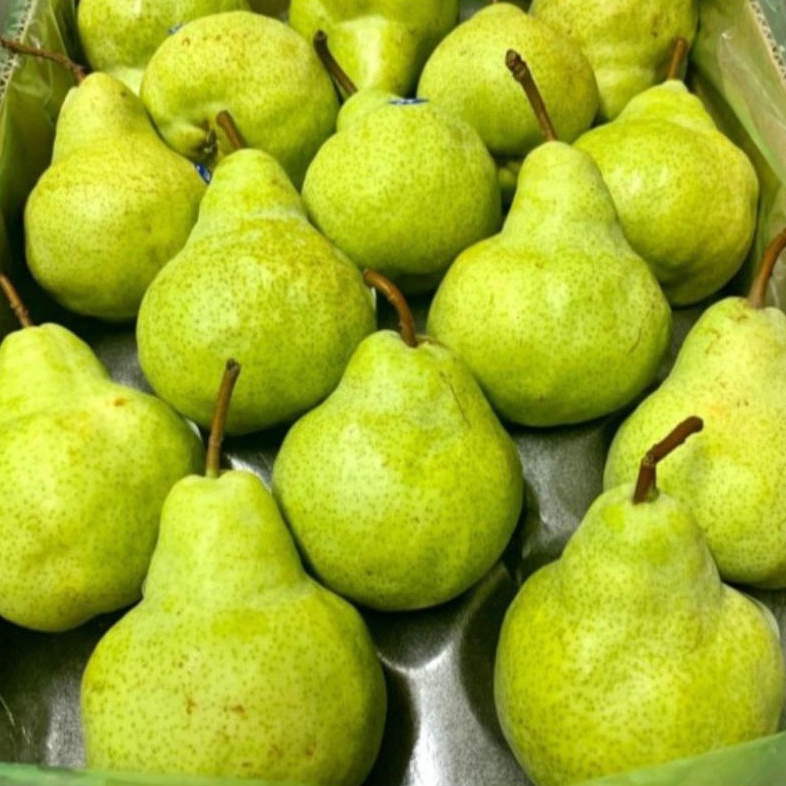 

Pear Packham Hijau / Pear Hijau 1Kg