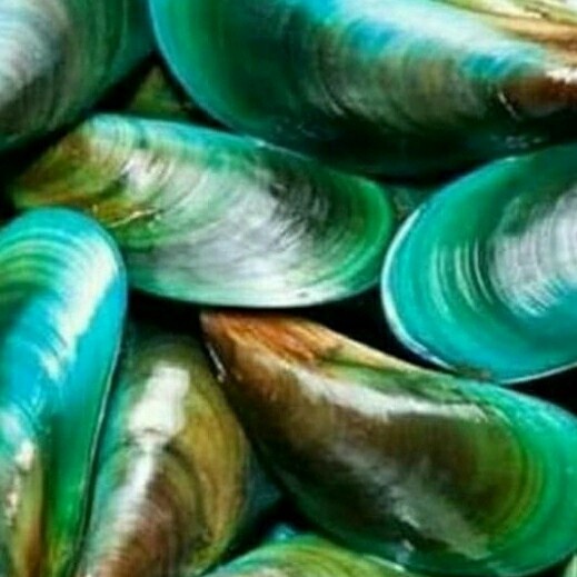 

KERANG HIJAU segar - ikan segar de juragan cabang proklamasi