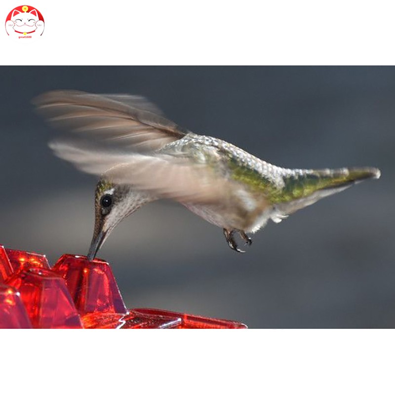 Tempat Makan Burung Kolibri