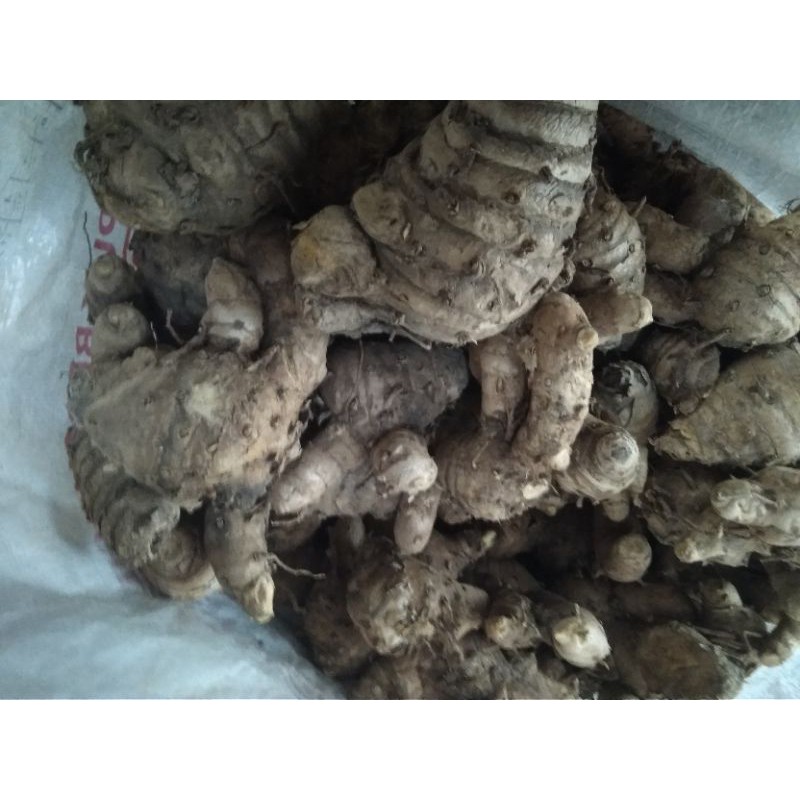 

temulawak asli 1kg
