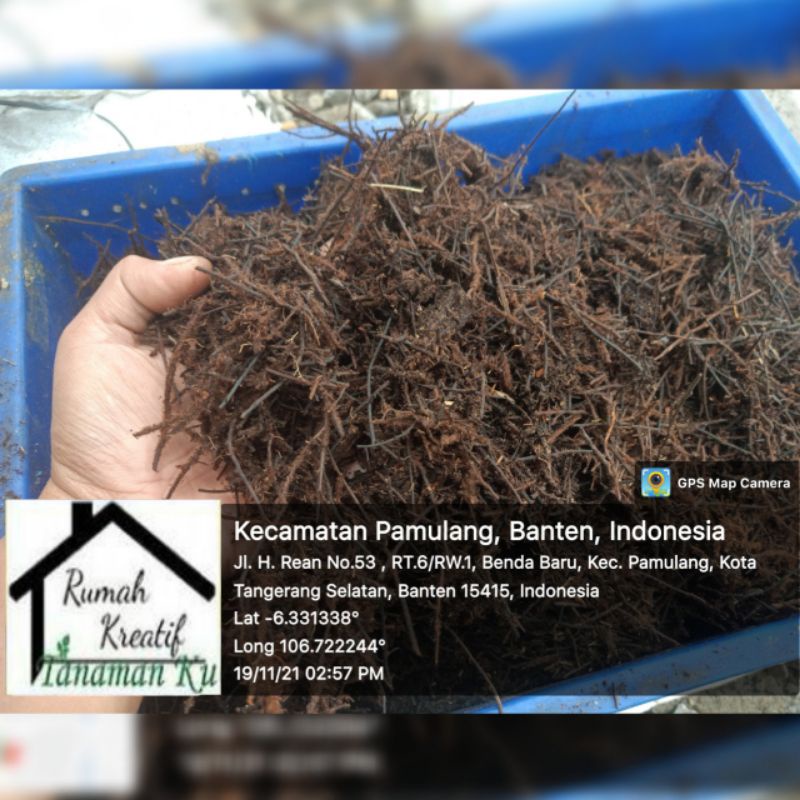 Media Tanam Akar Pakis Cacah Baik Untuk Aerasi Akar Anggrek Aglonema