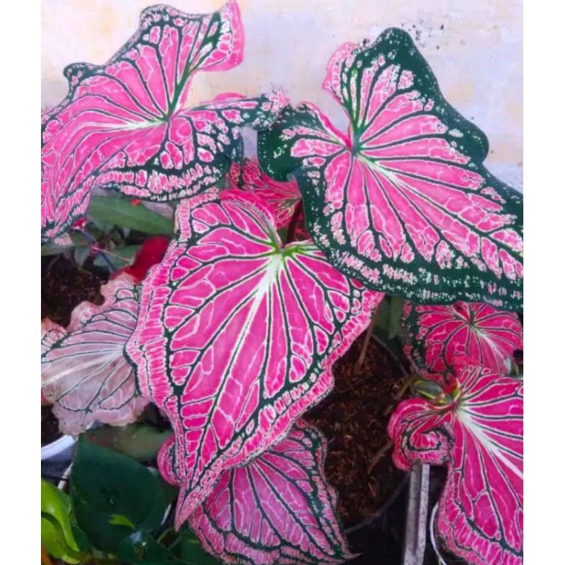 Keladi wayang / keladi wayang merah / caladium