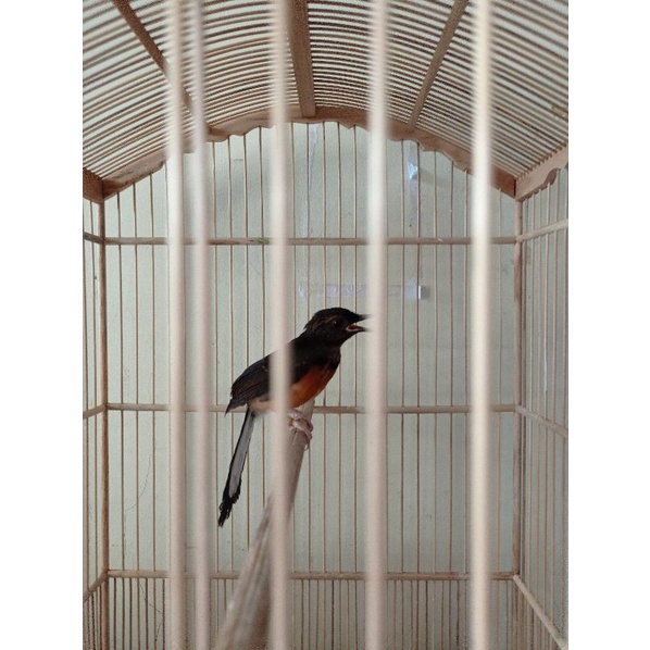 Murai batu loloh indukan