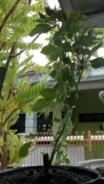 Tanaman Hias Bunga Mawar Floribunda ( Mawar Jepang )