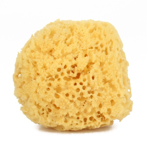 

Sea Sponge