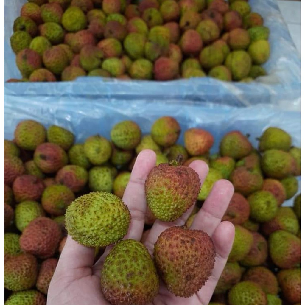 

Buah Leci Madu Segar 1 Kg