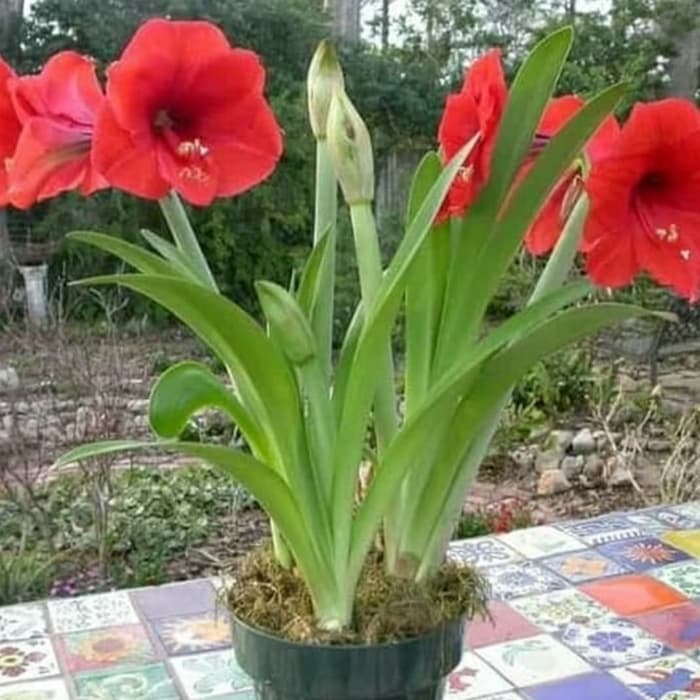 Pohon Bakung Amarilis Bunga Merah - Tanaman Hias Bakung Bunga Merah