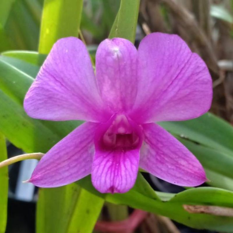 Anggrek dendrobium larat