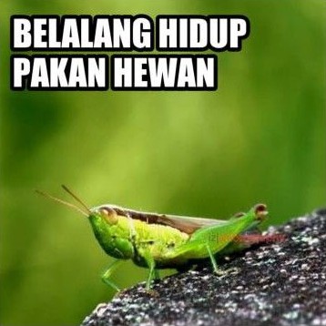 10 Belalang hidup pakan hewan