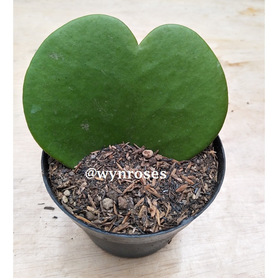 Hoya Love Single | DP 10cm