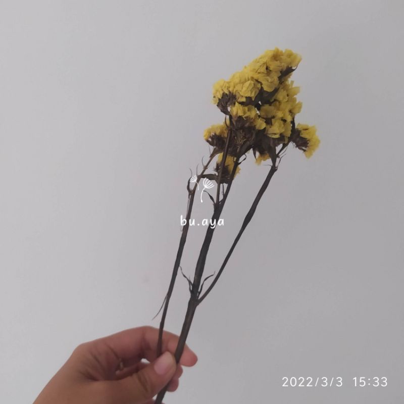 Dried Statice / Bunga Kering / Dried Flower Impor / Bunga Mahar
