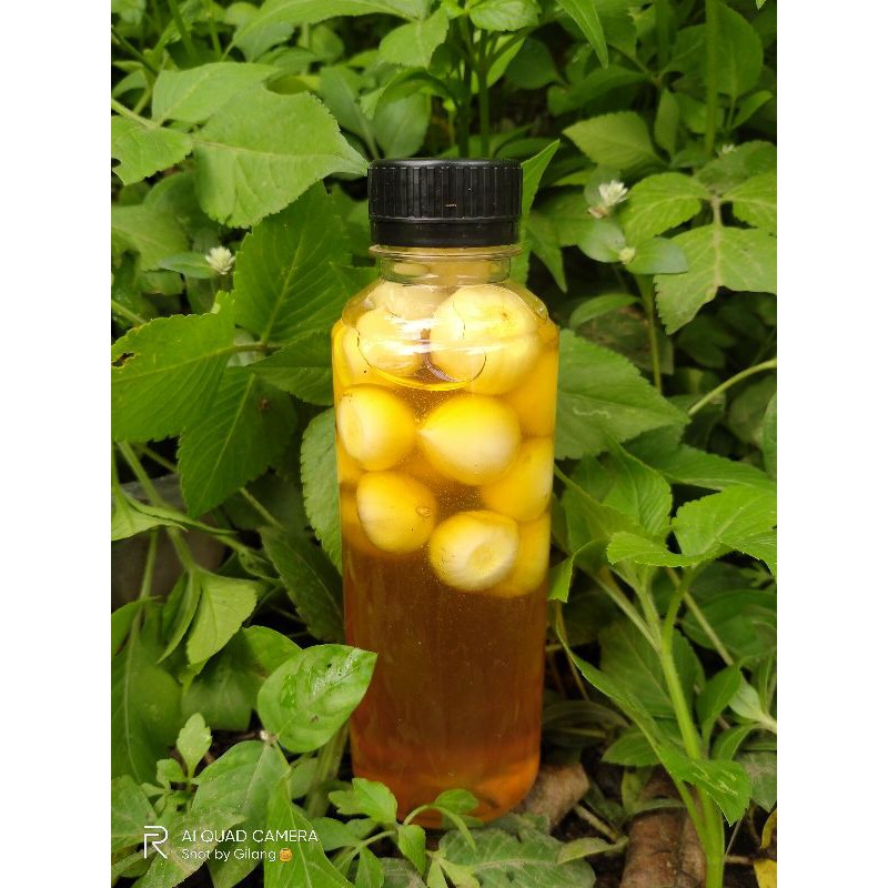 

Madu Murni Bawang Tunggal