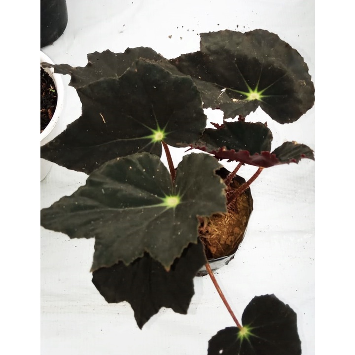 begonia black velvet