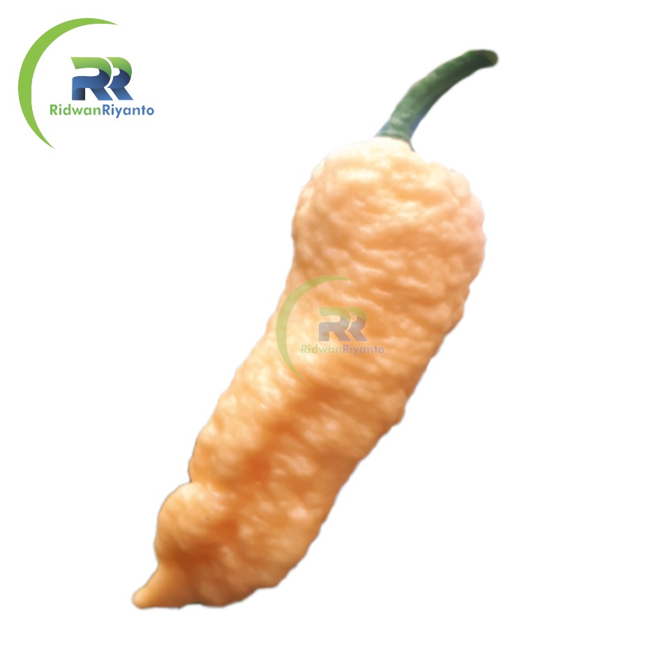 BUAH Cabe BHUT JOLOKIA PEACH adalah Cabai Terpedas di Dunia TAHUN 2006 the Guinness World Records