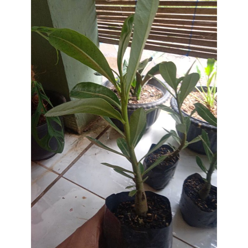 Tanaman hias adenium/pohon kamboja jepang bunga numpuk merah