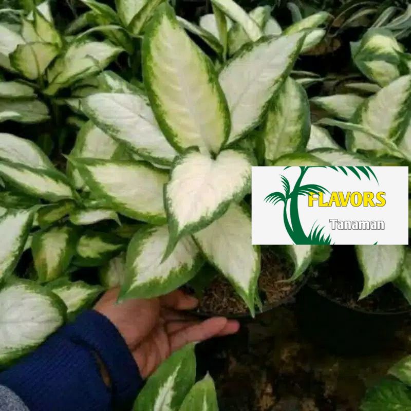 TANAMAN HIAS AGLONEMA WHITE TISU//AGLONEMA WHITE TISU