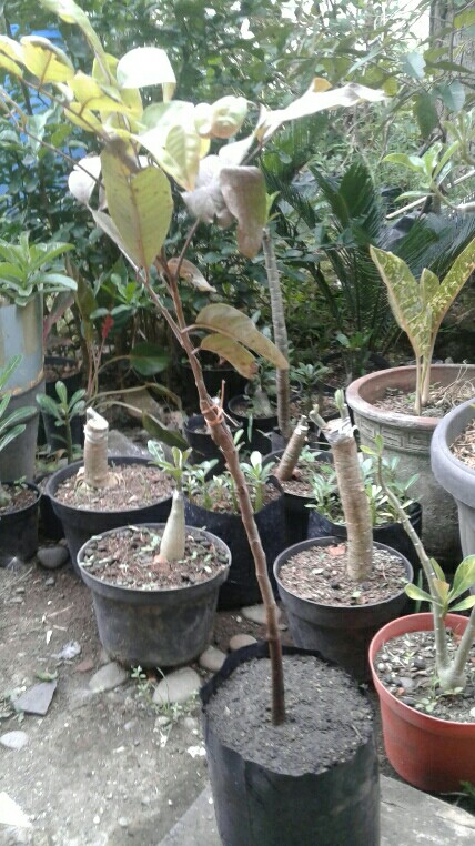 Klengkeng Merah Murah Mriyah Okulasi