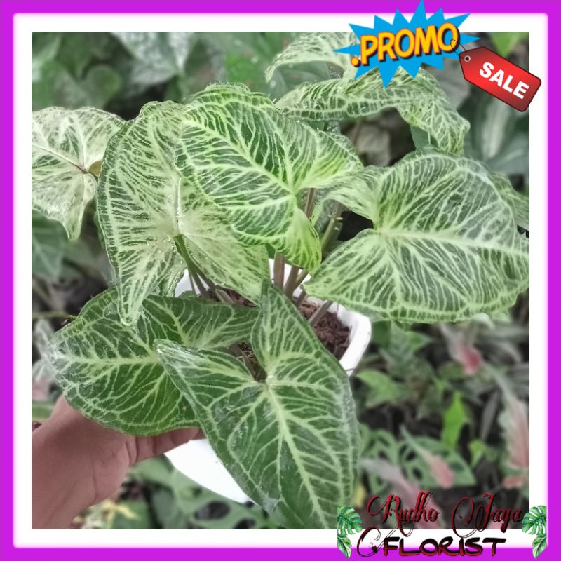 ( BISA COD ) TANAMAN HIAS SYNGONIUM BATIK ORIGINAL