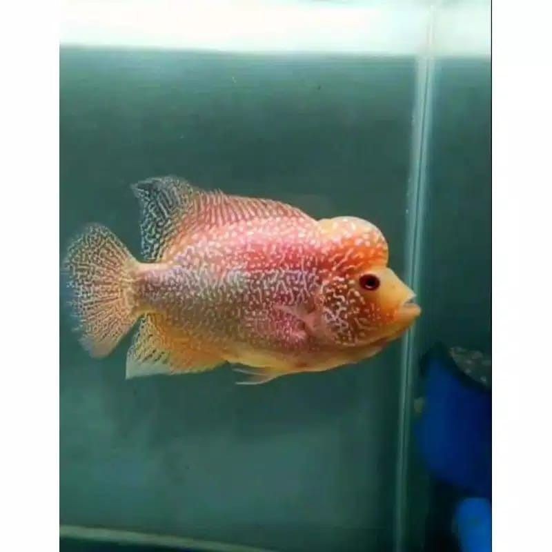 ikan lohan/louhan  GB golden base burayak murah // GARANSI ganti jika ikan mati