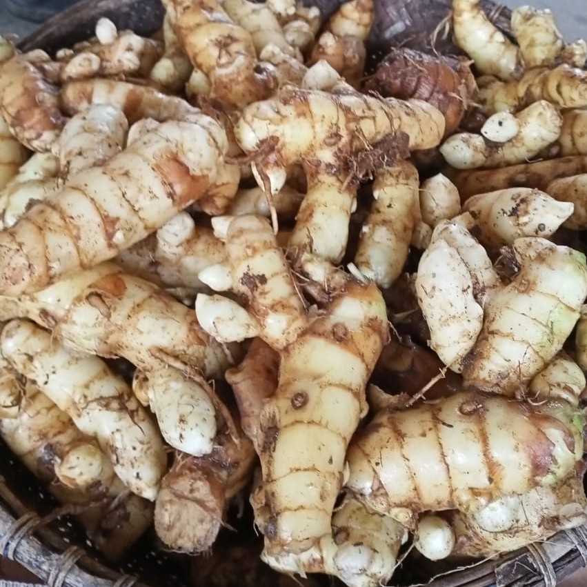 Jual Kunyit Putih Segar 1 Kg Langsung Ambil Dari Hutan Asli Organik Herbal Curcuma Zedoria Jamu 1980