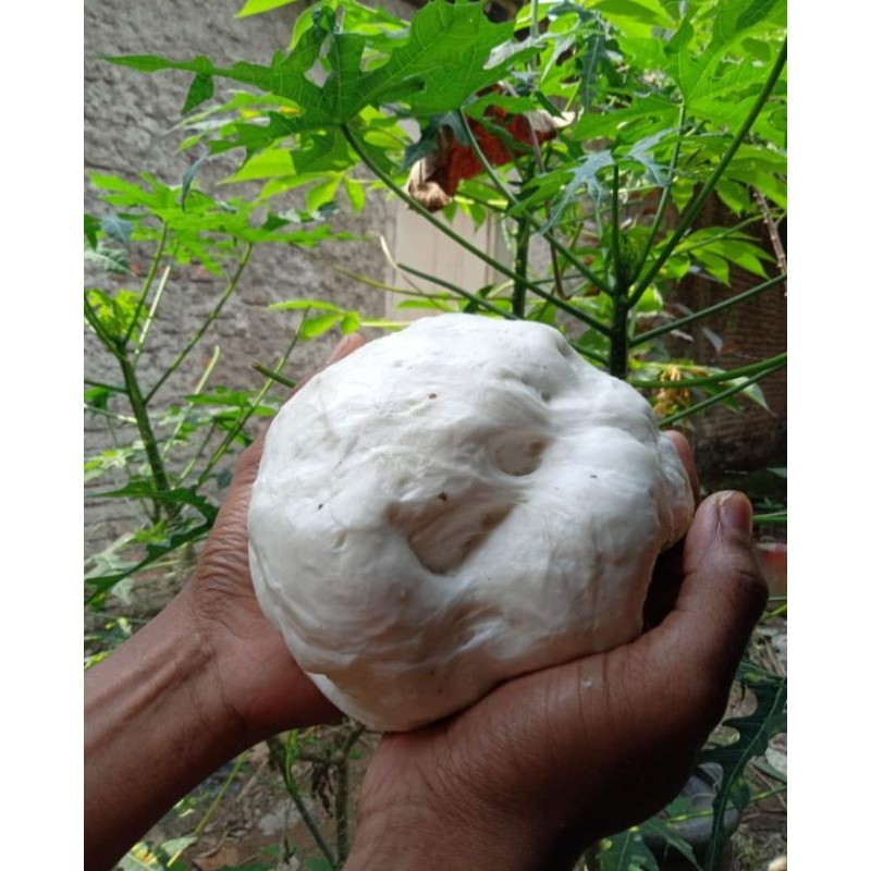 1KG PULUT PIKAT BURUNG ANTI GAGAL ANTI LELEH JAMIN LENGKET