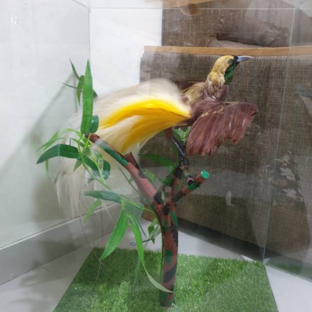 Hiasan cendrawasih asli papua