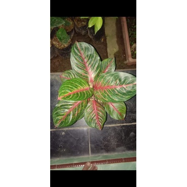 Aglonema red borju dewasa