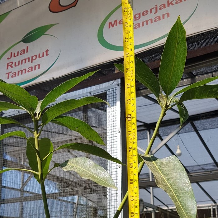 mangga harum manis | mangga madu | mangga manalagi tinggi 2 mtr