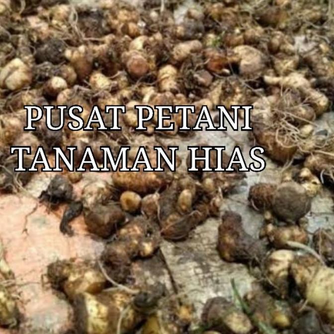 ✾ Bibit umbi alocasia Black velvet bonggol PUSAT PETANI TANAMAN HIAS ☑