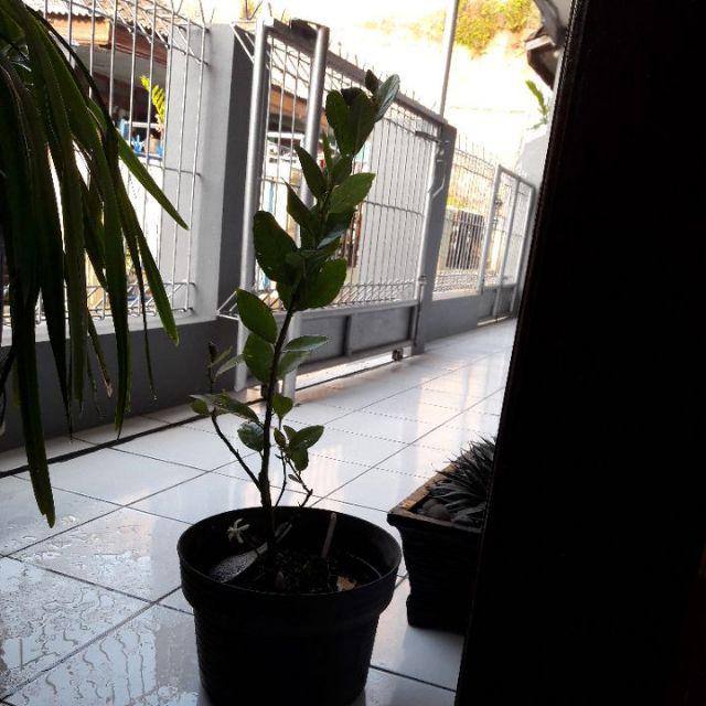 Ready Bibit Tanaman Lemon Import