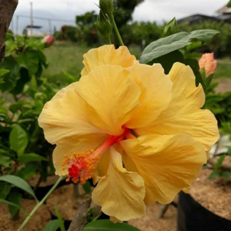 tanaman hias kembang sepatu bunga kuning tumpuk