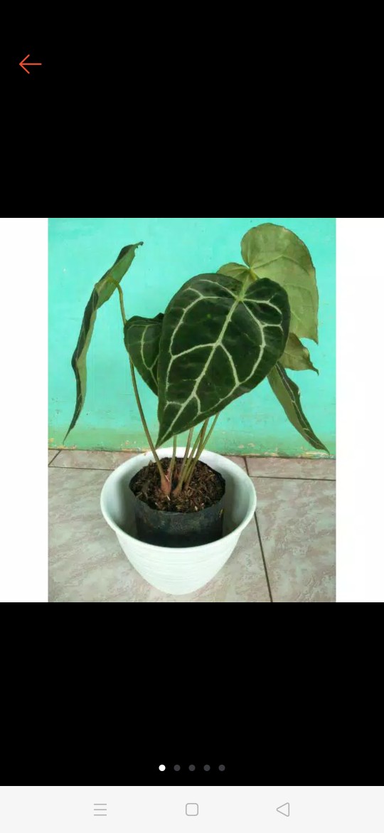Tanaman Hias Kuping Gajah - Tanaman Anthurium Chrystalium