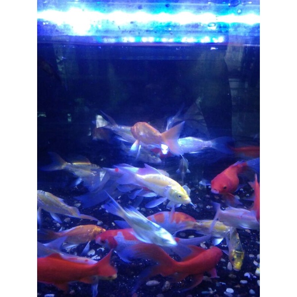 ikan koi slayer palatnum 15 cm