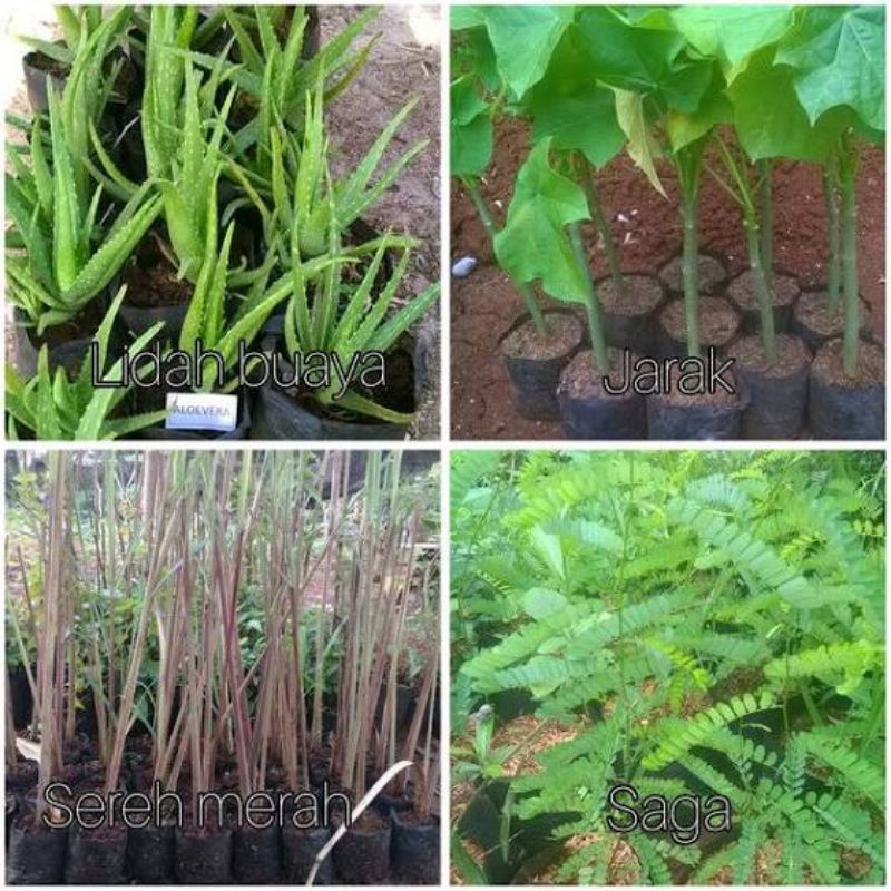 Paket tanaman herbal tumbuhan apotik hidup.