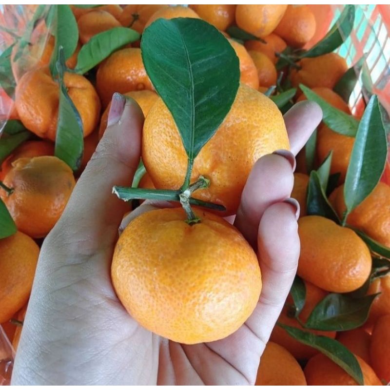 

jeruk shantang daun [1kg]