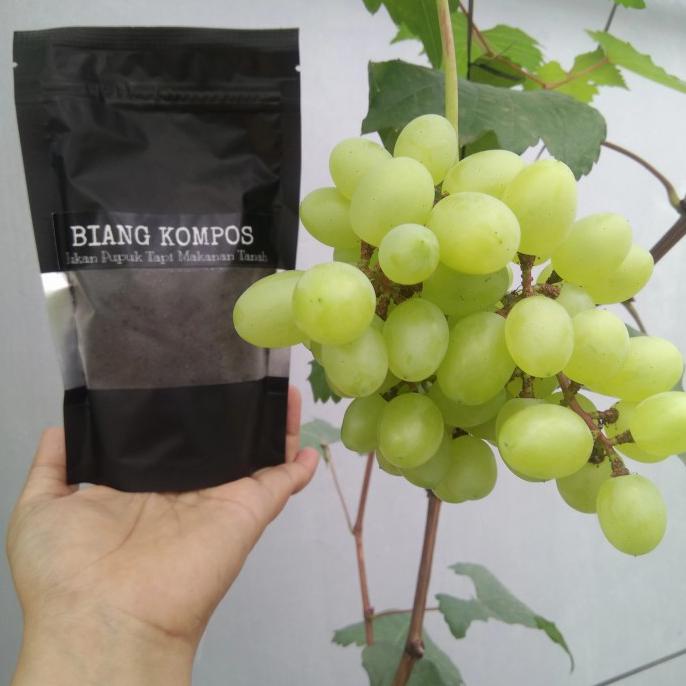 READY STOCK BIANG KOMPOS BALI ORGANIC TV BOTV ORIGINAL pembenah penyubur tanah AP192