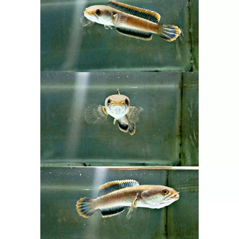 Baby Limbata Grade A Bahan Kontes