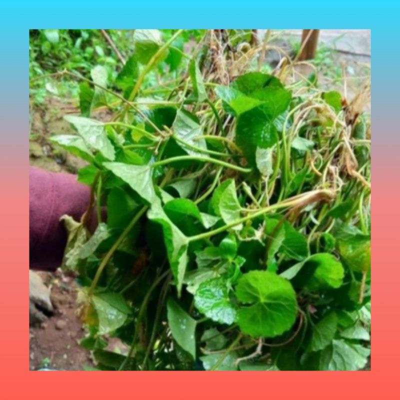 

Terlaris Daun Pegagan Fres 250gr