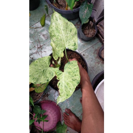Colocasia Xantasoma sagitifilum varigata