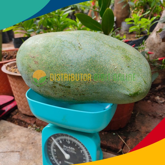 laris Bibit Mangga Mahatir murah