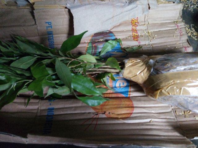 Bibit Gaharu Cabutan Jenis Malaccensis