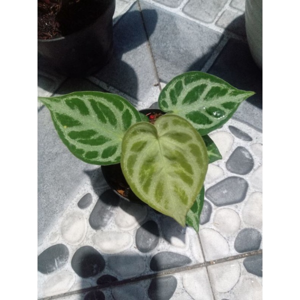 Kuping Gajah Dorayaki Ori Mangkok..