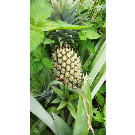 

Jual Nanas segar
