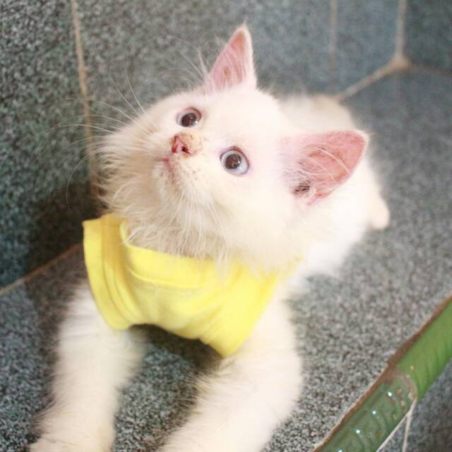 Kaos Simple polos Warna kuning lucu untuk kucing dan anjing size S M L XL (pilih size)