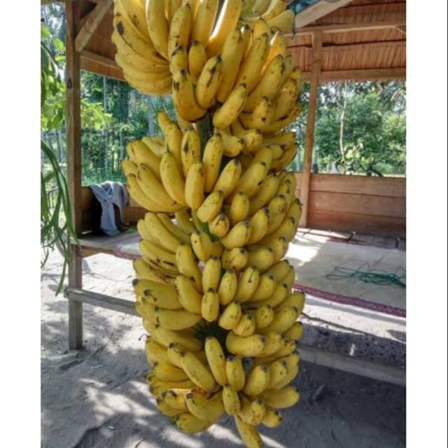 BIBIT BUAH PISANG RAJA/ROJO/Bibit pisang Raja (Pisang Rojo)