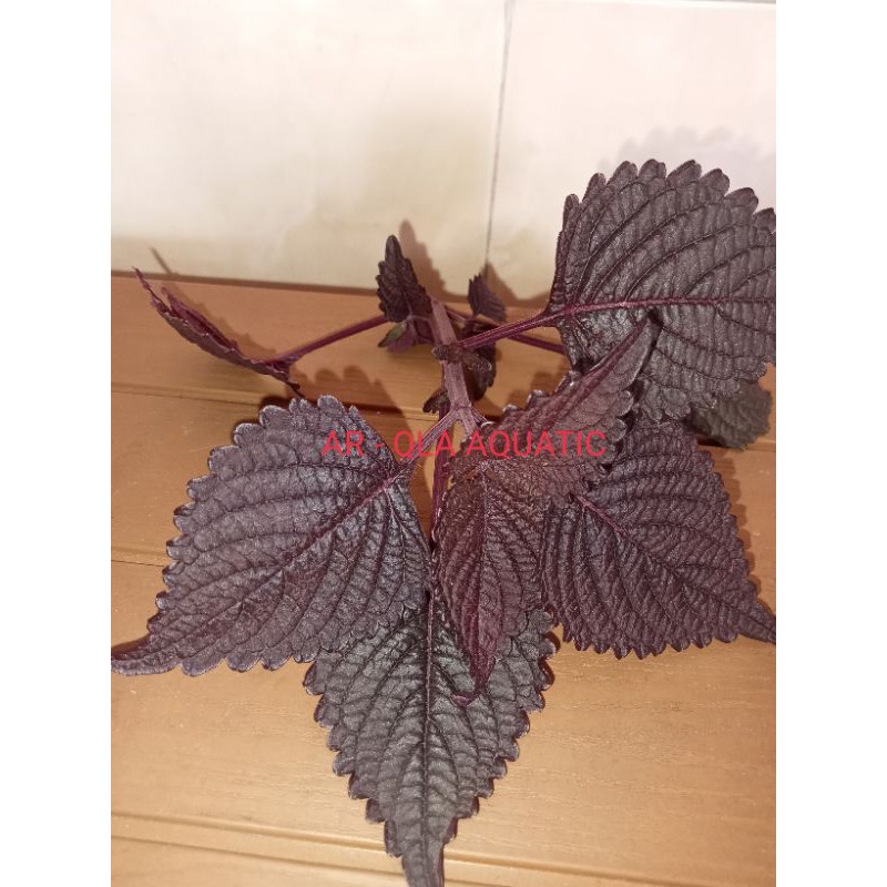 

Daun Miana Herbal, Daun Jawer Kotok, Daun Myana Arqla Shop