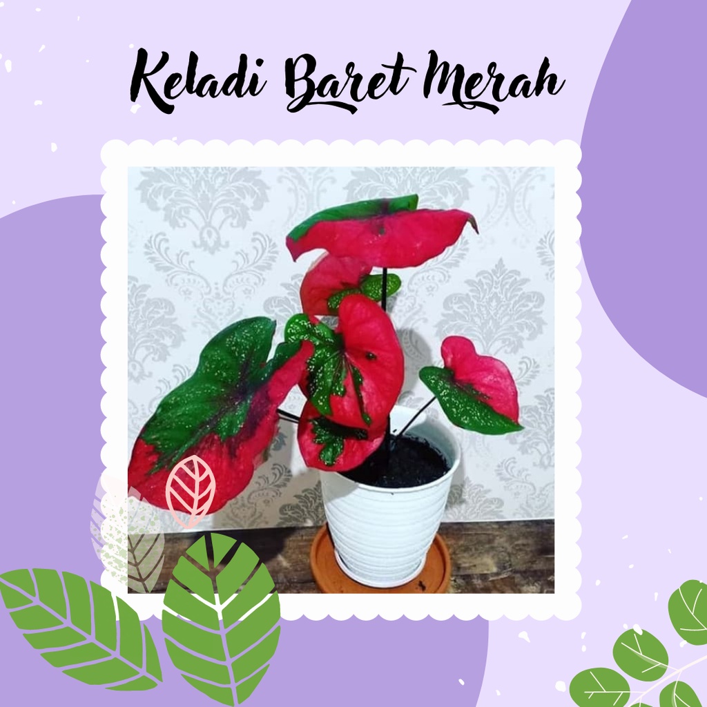 KELADI BARET MERAH TANAMAN HIAS CALADIUM BARET MERAH KELADI BARET MERAH