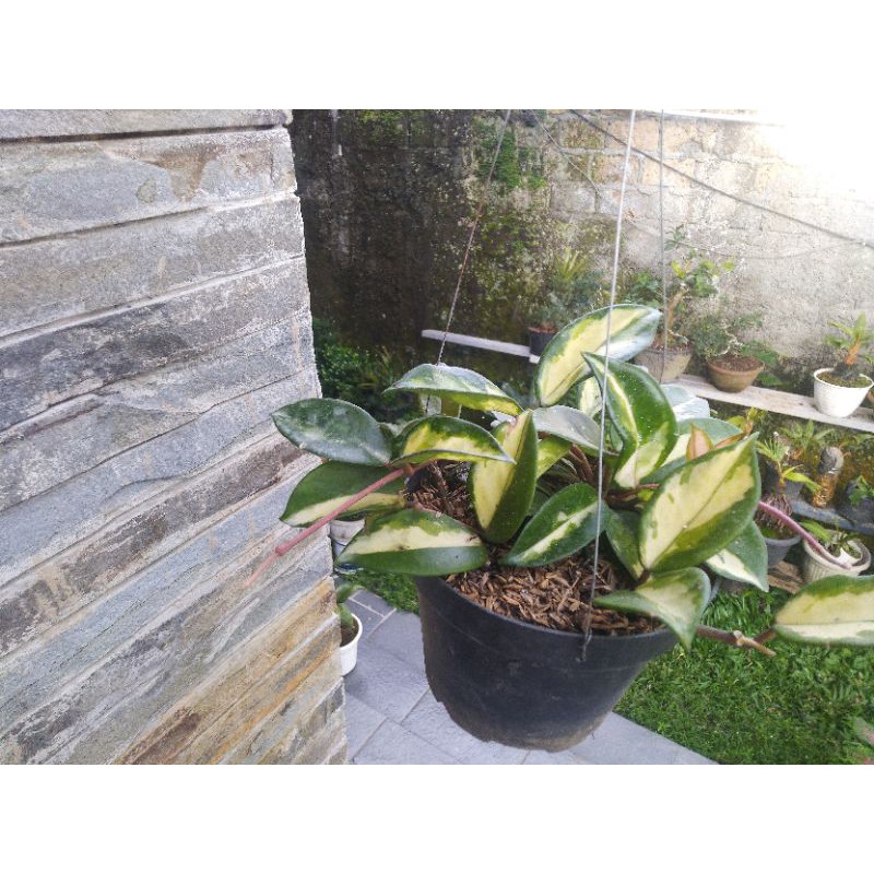 Hoya Carnosa Variegata - Tanaman Hias